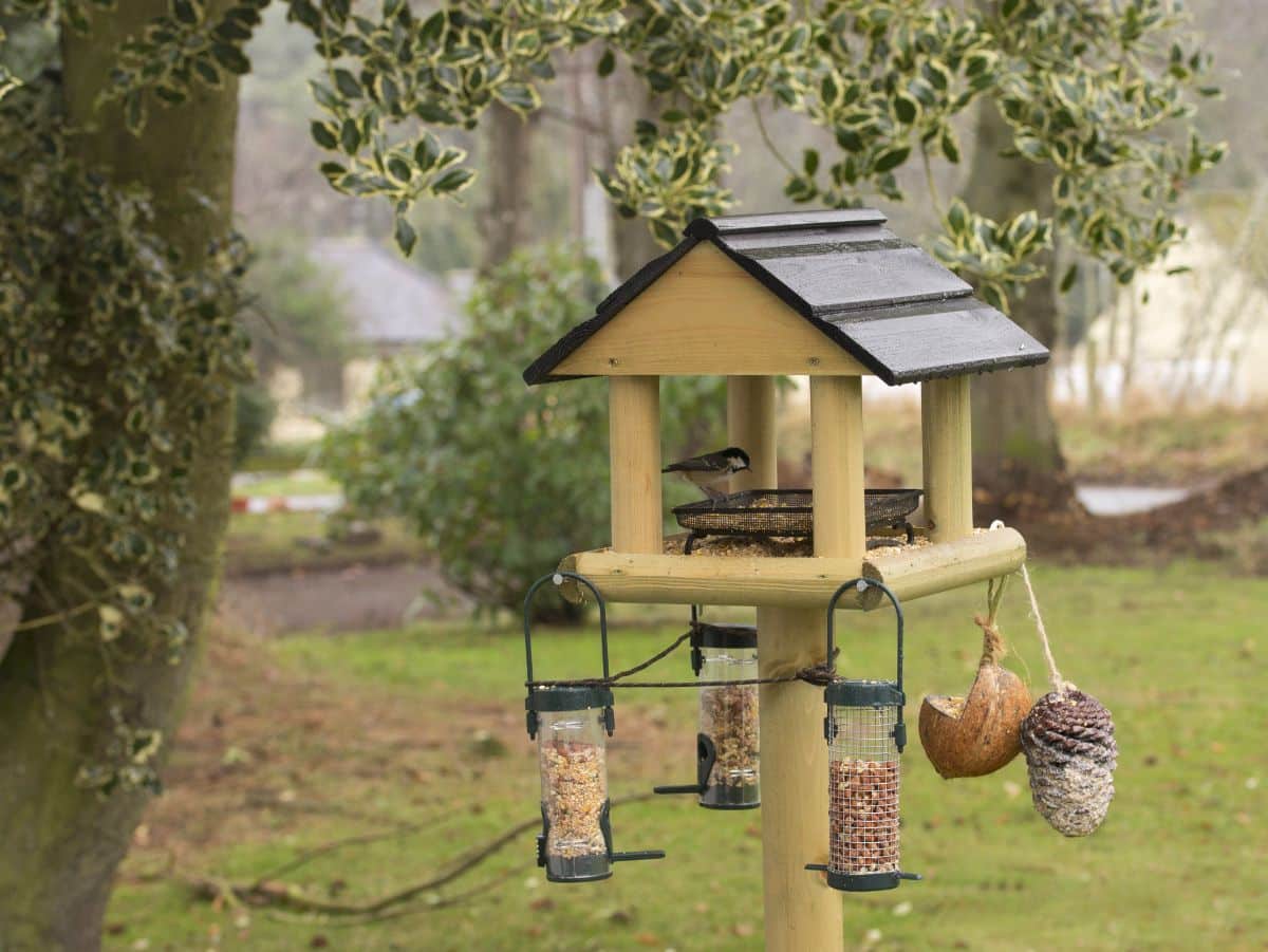 Different types of bird feeders with a variety of seed invite many birds