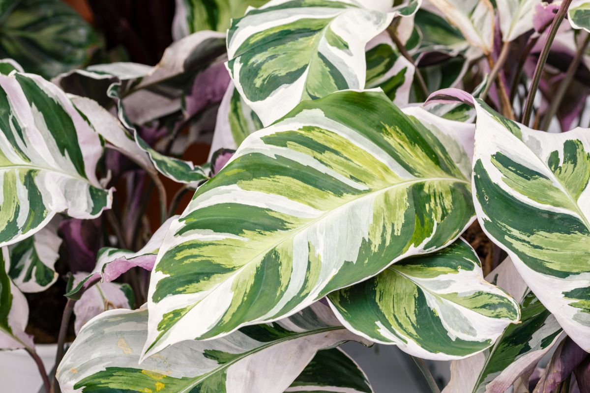 White fusion calathea plant