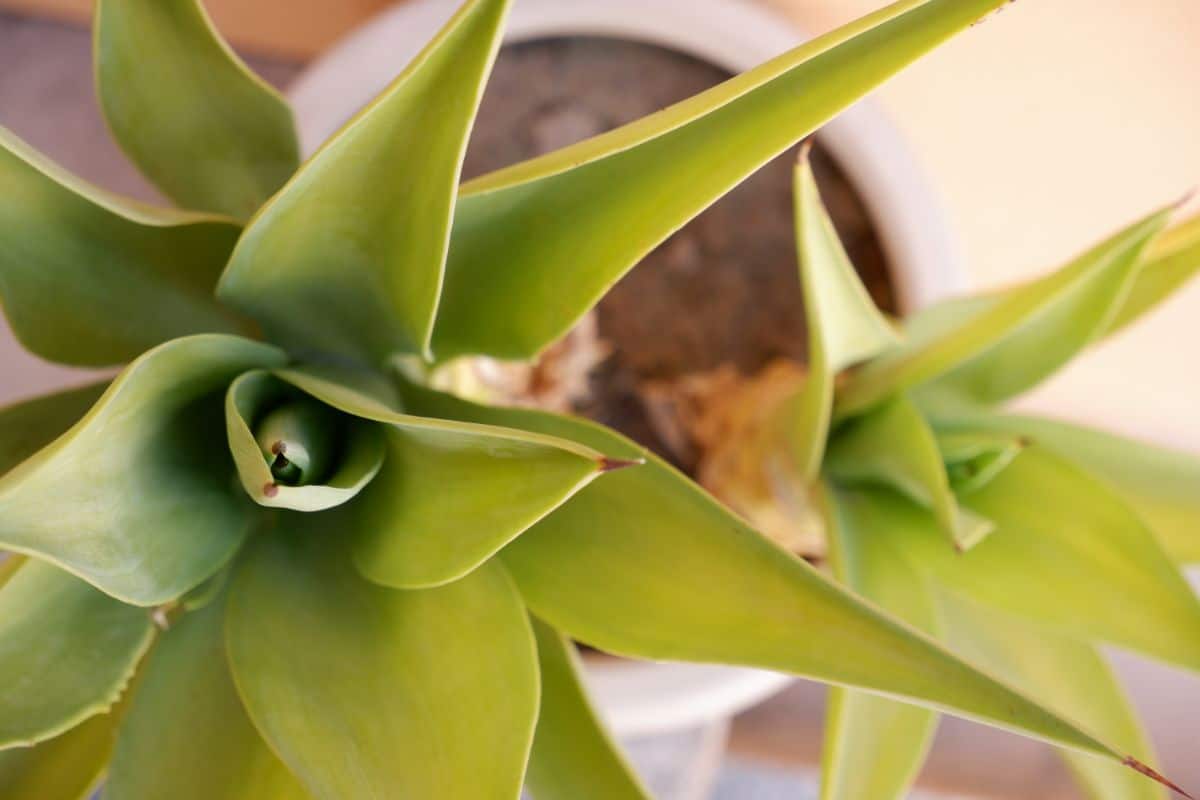 Catopsis bromeliad plant