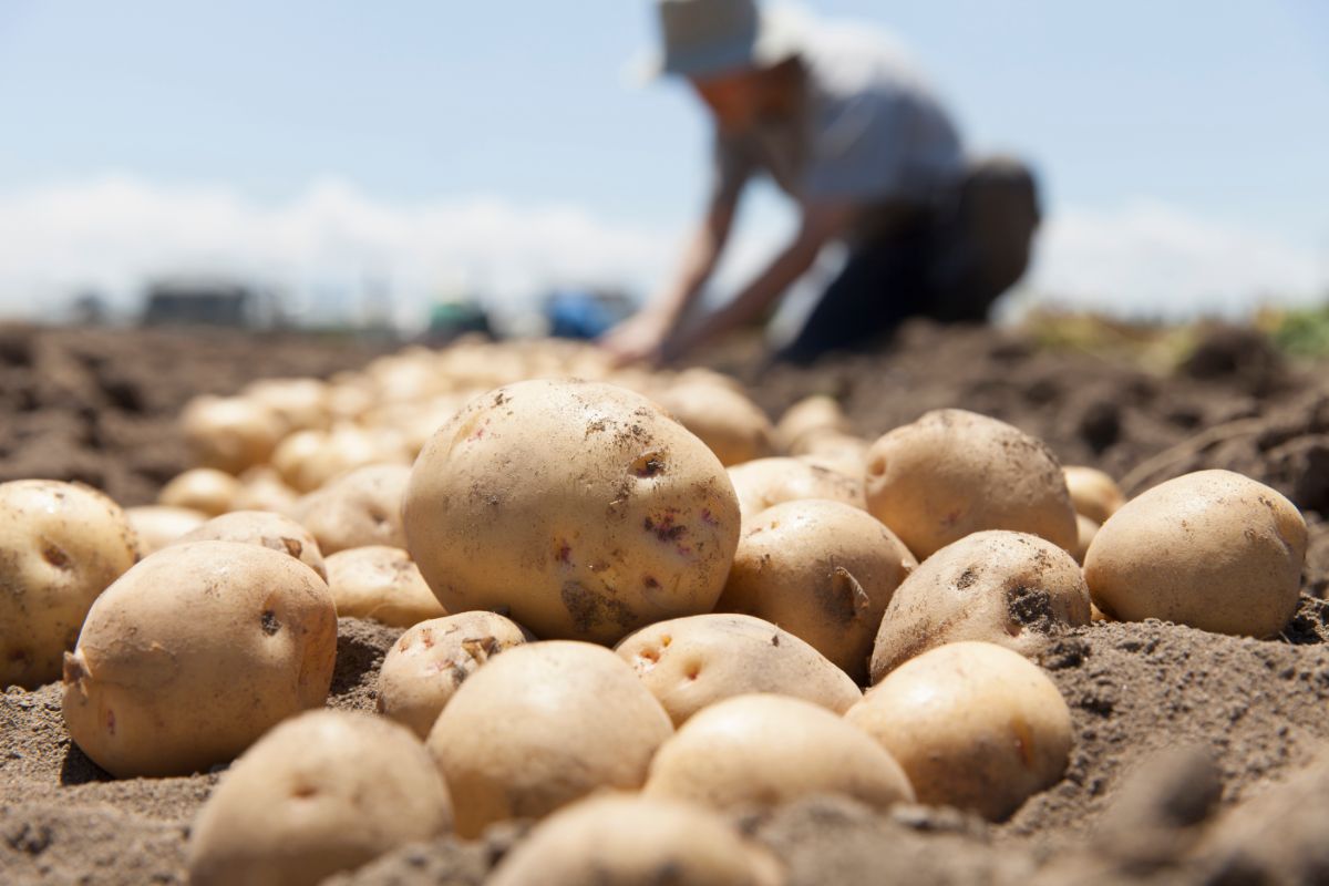 Envol potatoes in a field