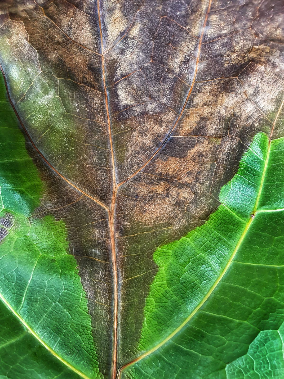 Light brown spotting from bacterial disease on fiddle leaf fig