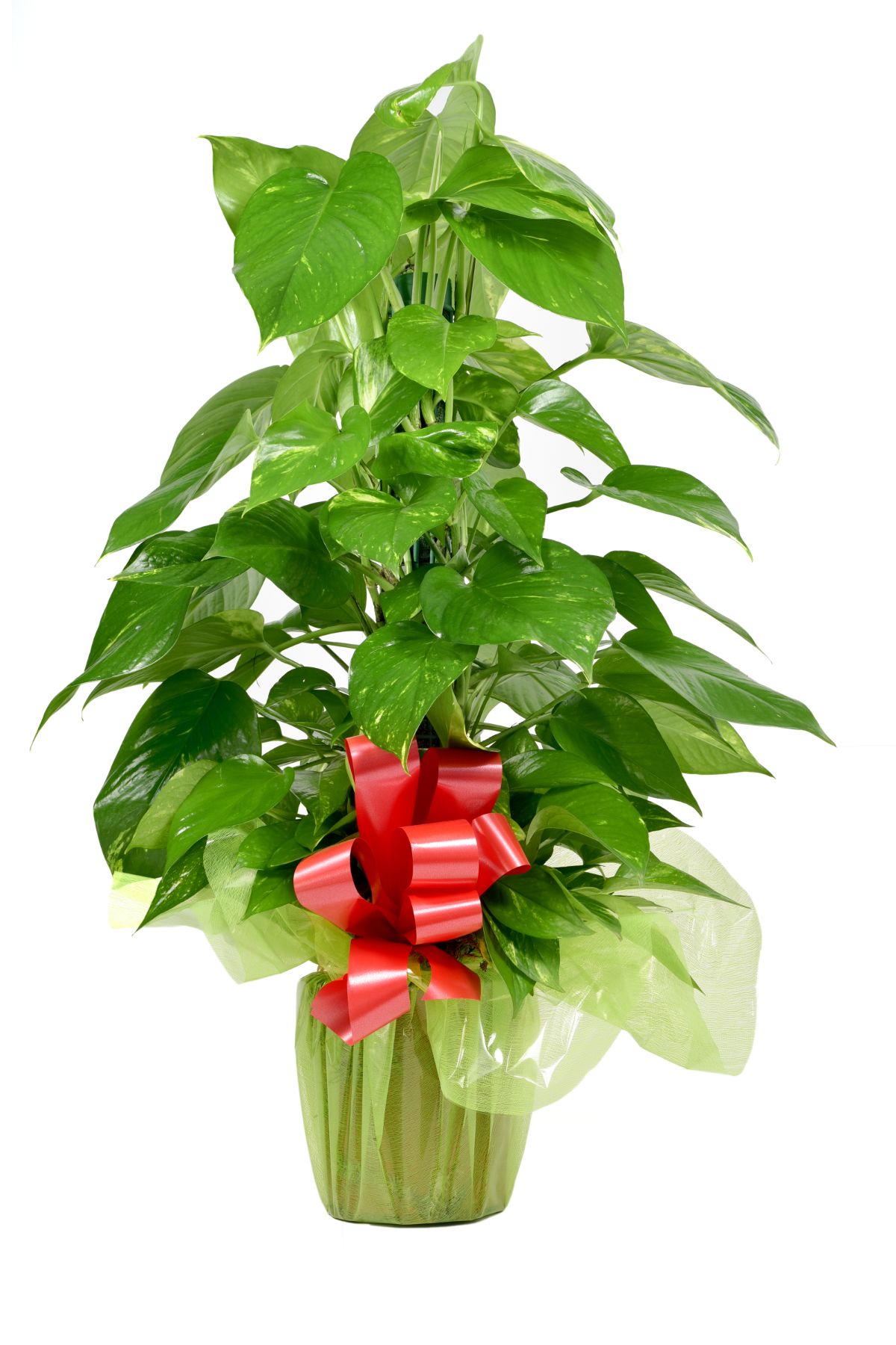 A plant wrapped in green paper with a bow for a Christmas gift.