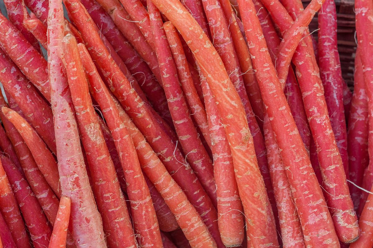 Kyoto red carrots