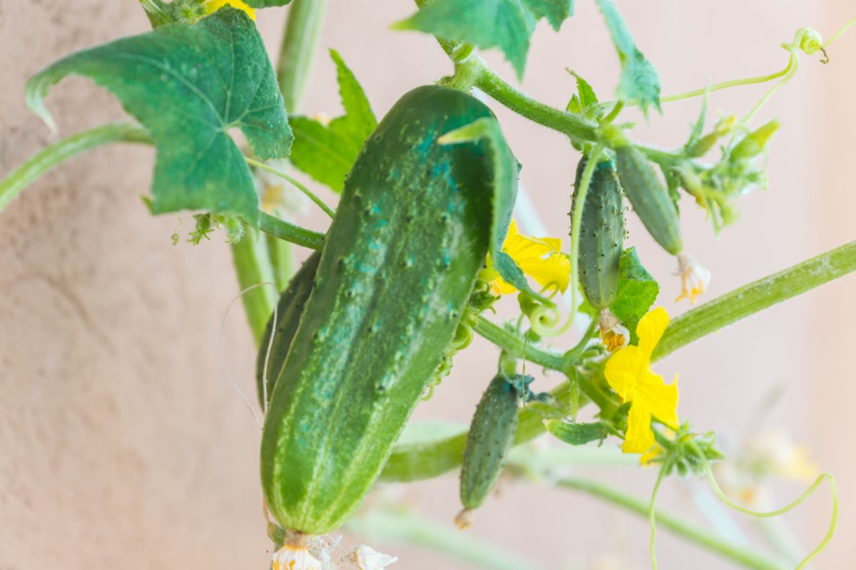 Parisian cucumbers on the vine