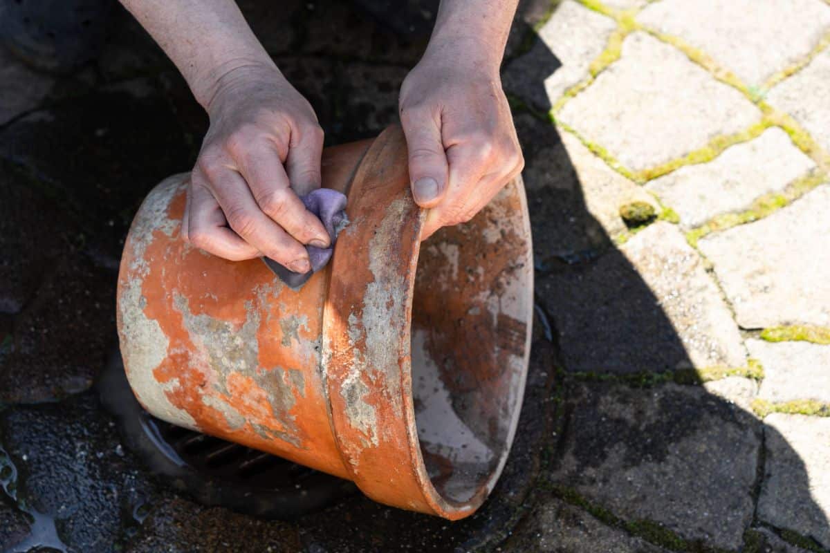 A person scrubbing a terra cotta pot to eliminate root rot spores