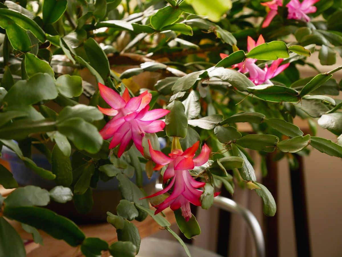 A Christmas cactus with few flower buds.