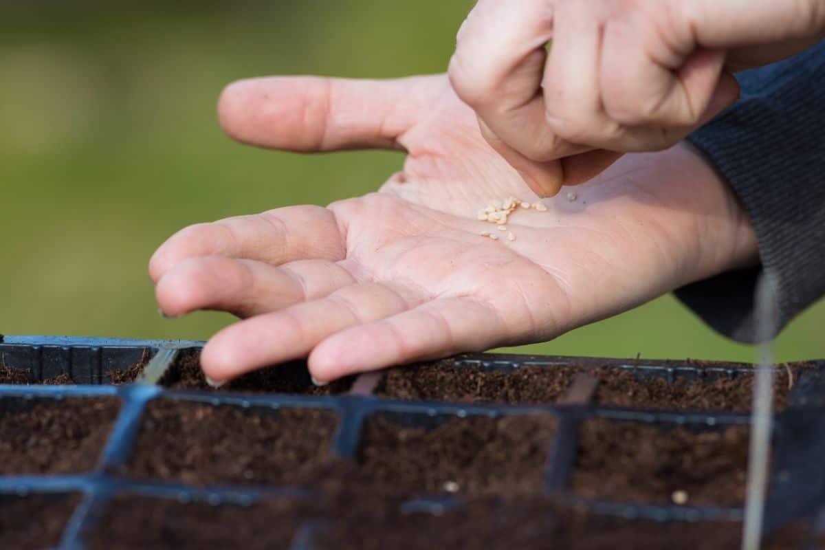 A woman with a handful of seeds she is planting into cell packs