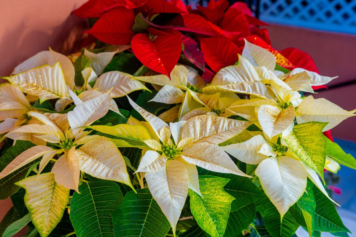 White and red poinsettia plants bursting with colorful blooms.