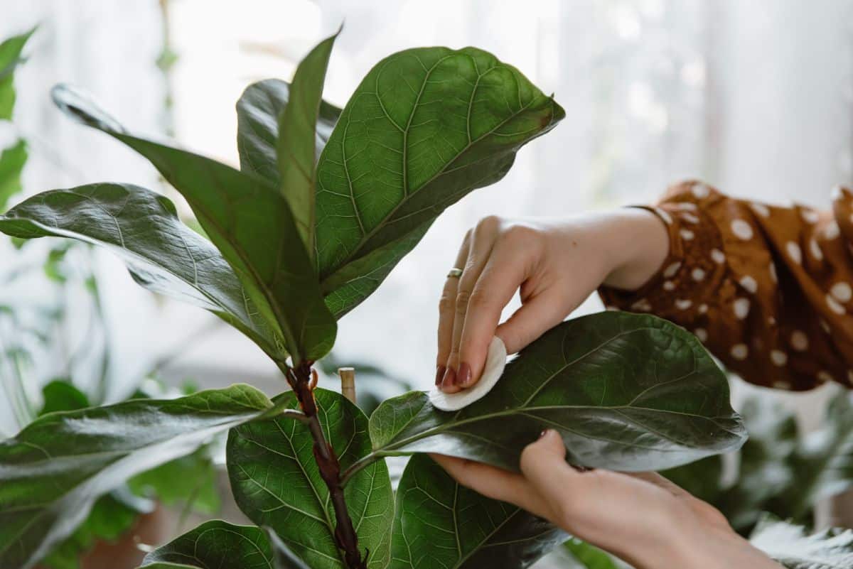 A woman wipes down plant leaves with alcohol