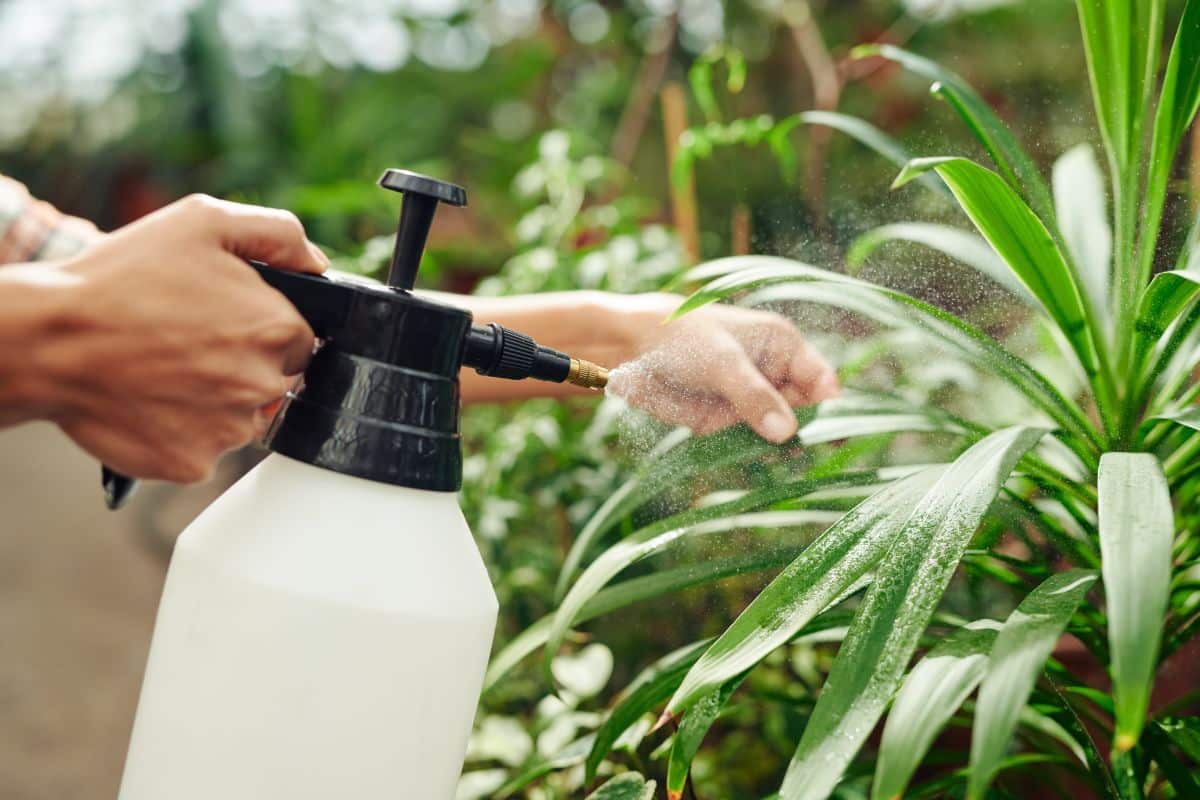 A gardener spraying a plant for hard bodied scales
