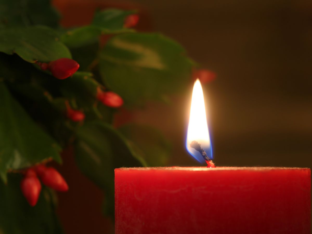 A lovely Christmas cactus is the backdrop to a softly burning red candle.