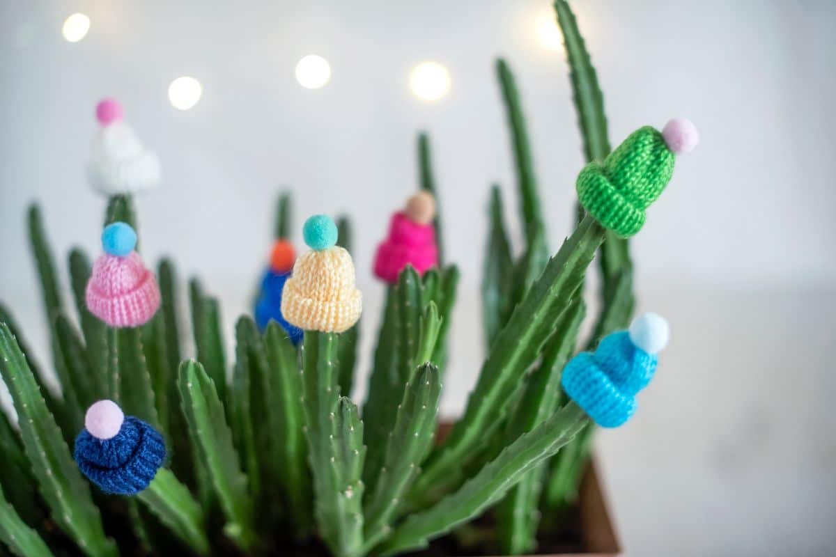A festively decorated cactus with tiny knit hats on  its tips ready for Christmas gift giving.