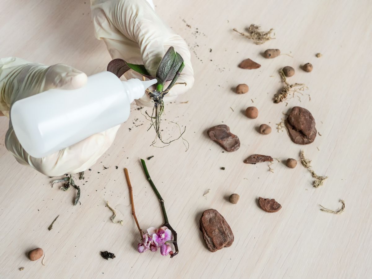 A person applying a diluted solution of hydrogen peroxide to plant roots affected by root rot