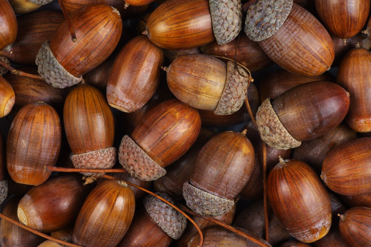 A carpet of acorns in a mast year