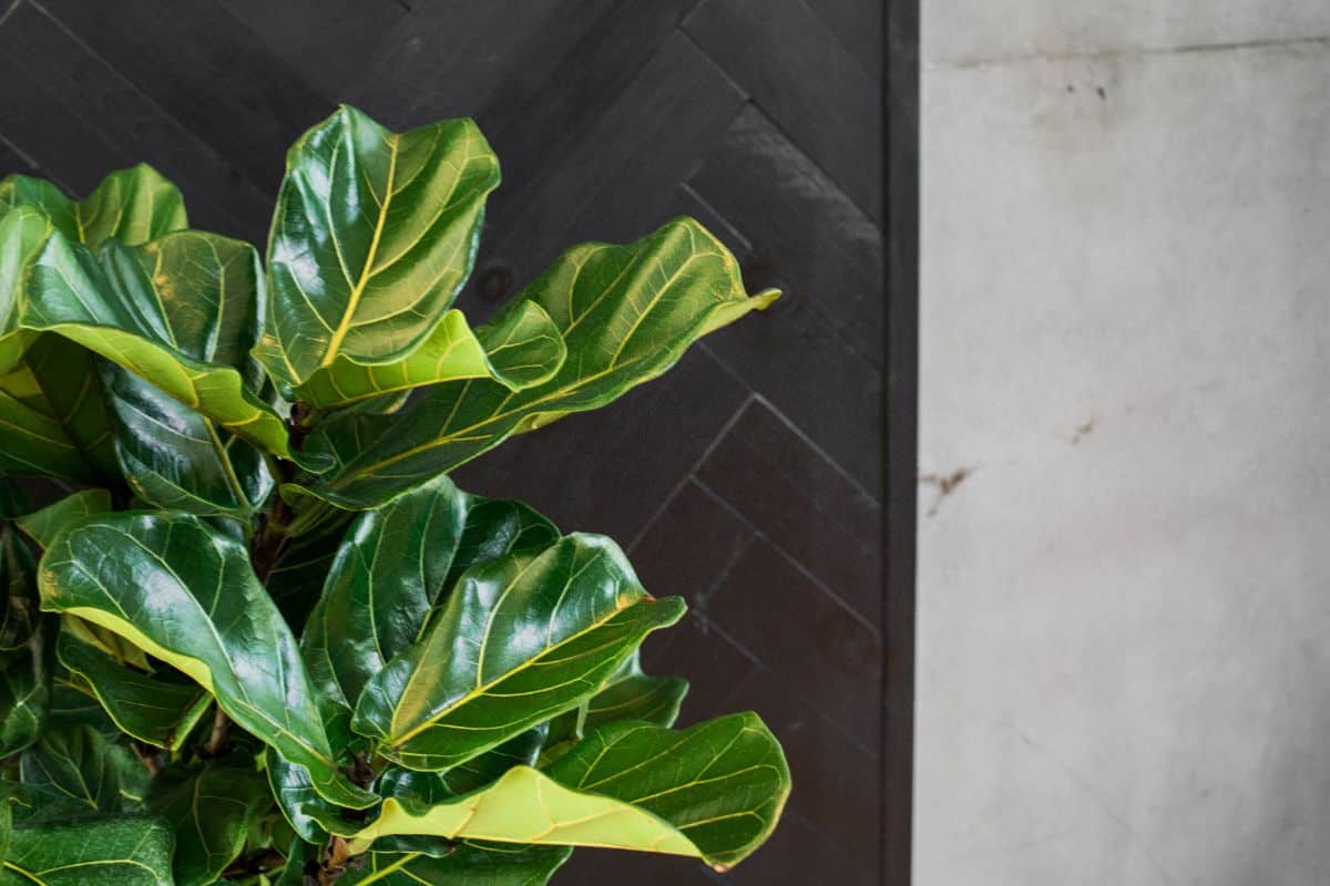 A healthy fiddle leaf fig plant with glossy green leaves