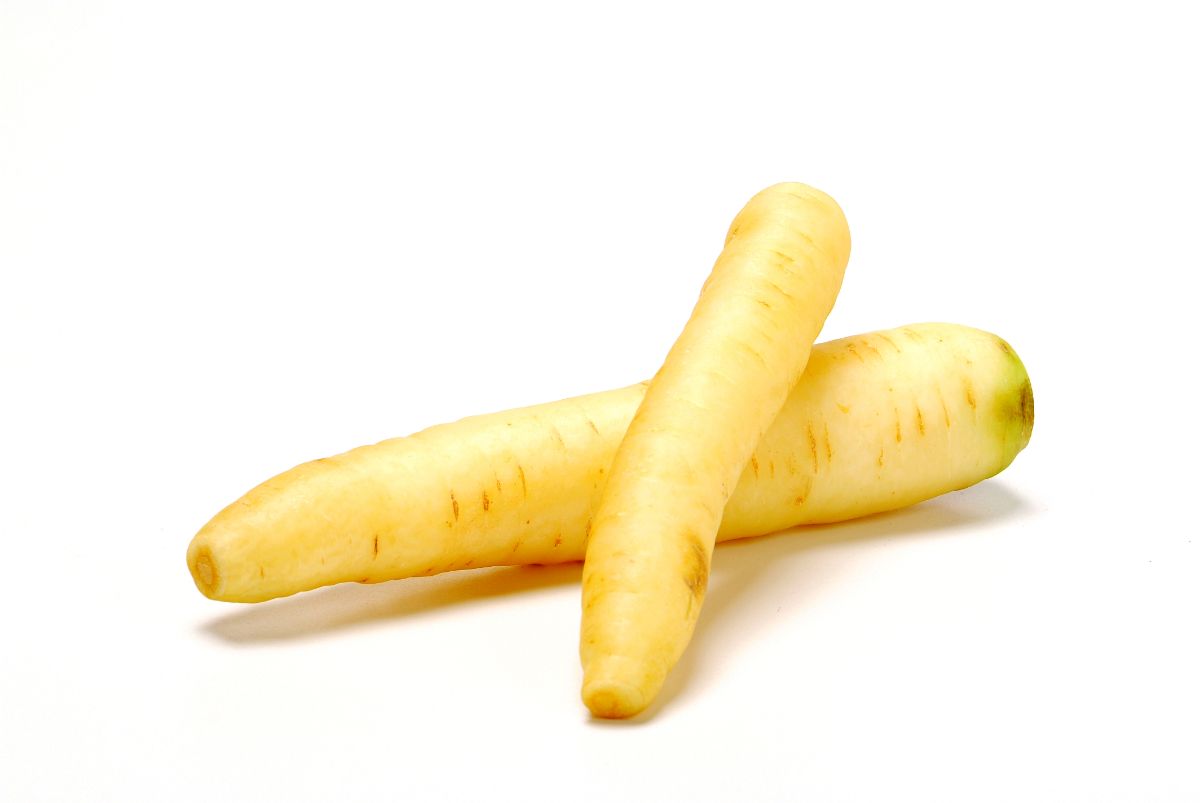 Kuttiger white carrot variety