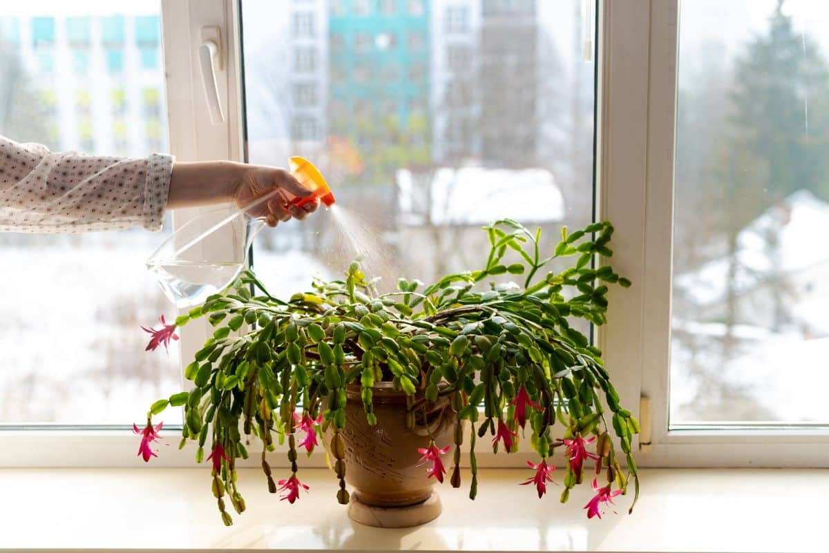 A woman misting her Christmas cactus with a spray bottle.