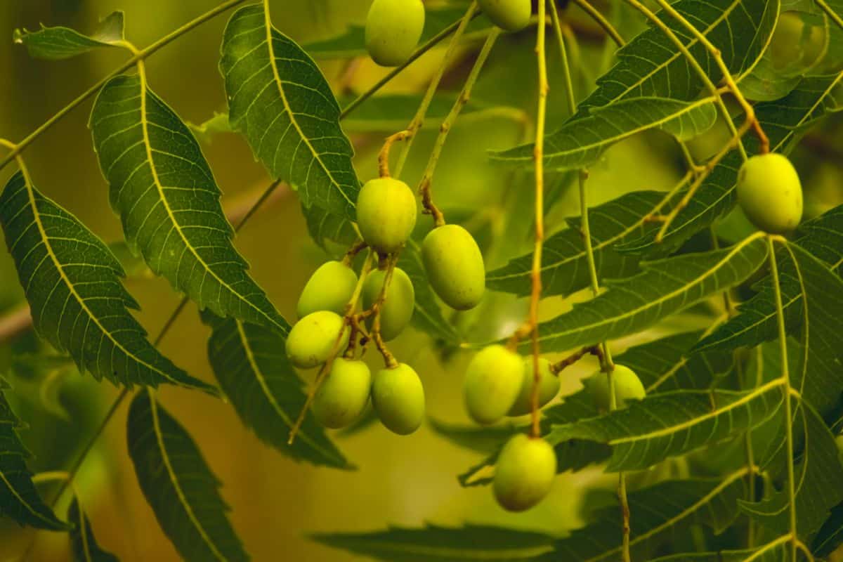 Neem oil treats insects on a wide variety of plants