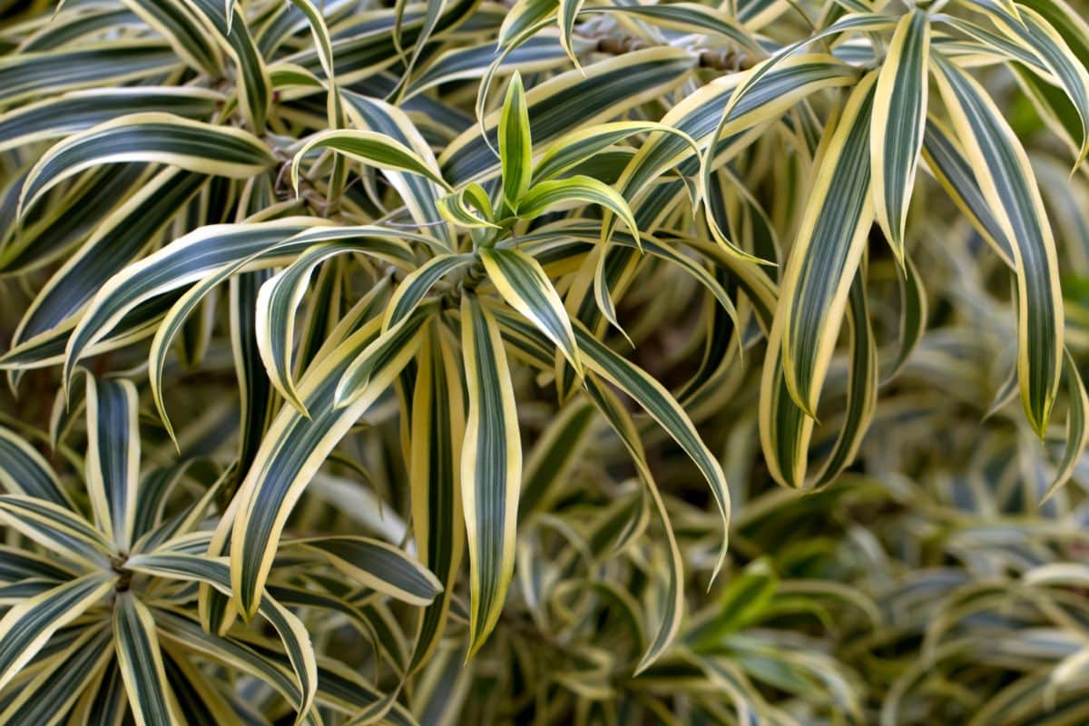 Pleomele dark green and light yellow striped plant