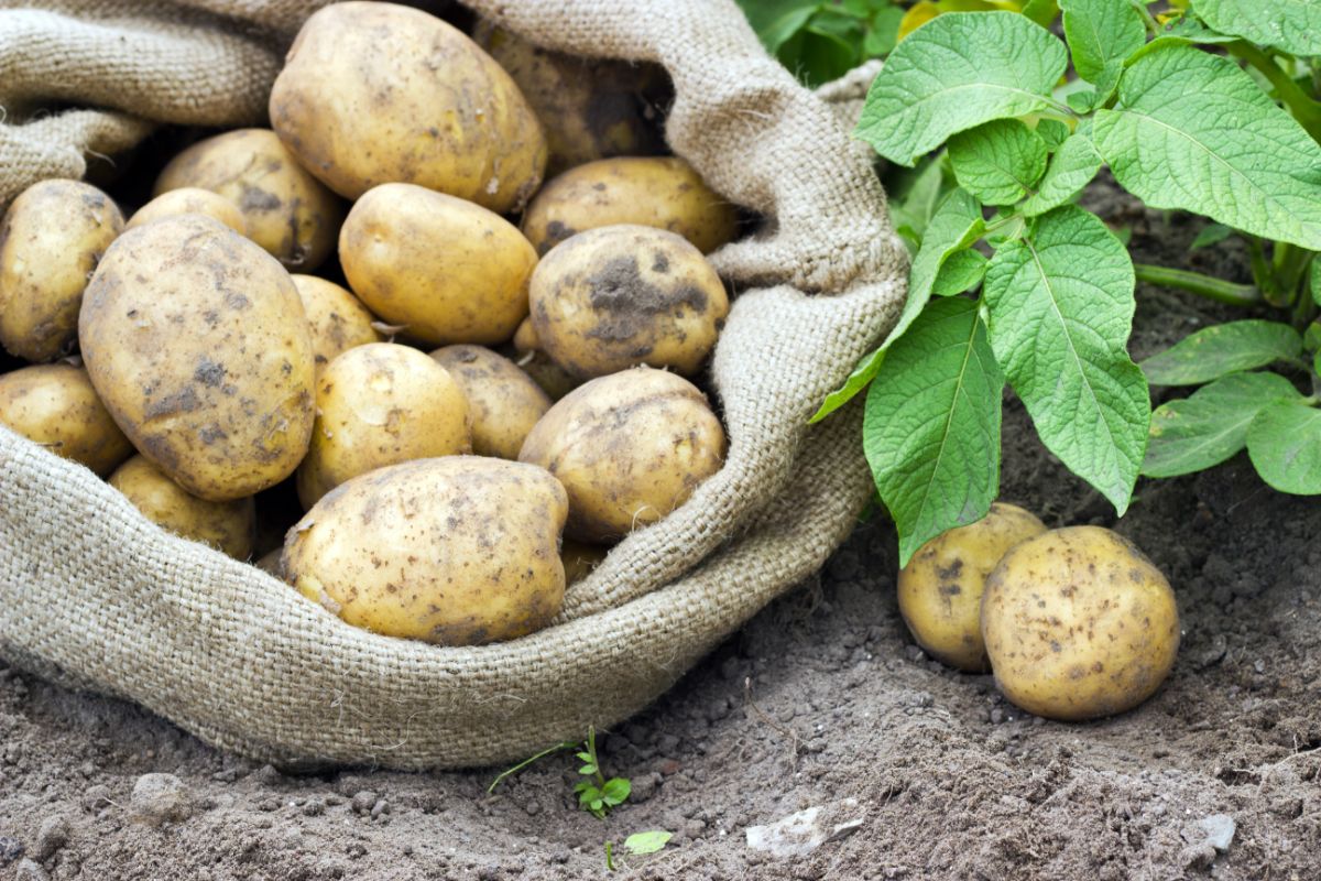 Satina potatoes in a burlap harvest bag