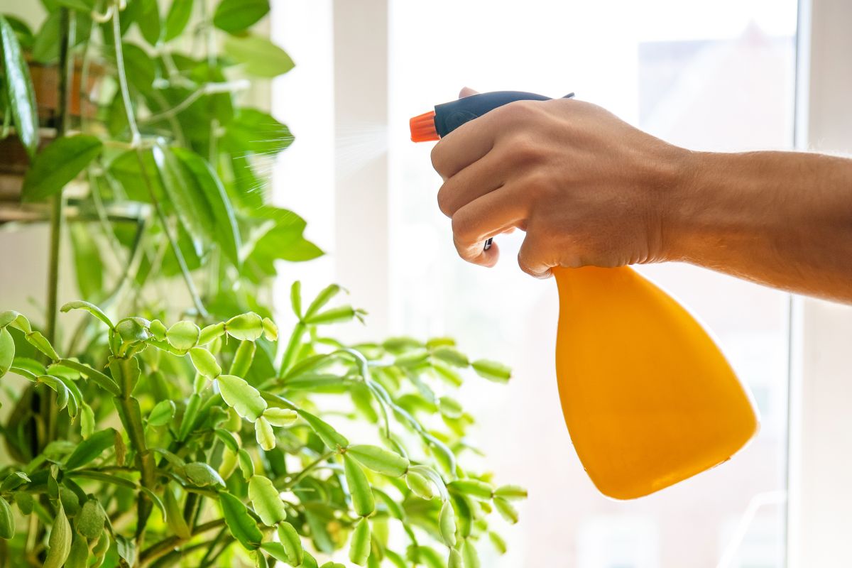 A plant is sprayed with DIY insecticidal soap