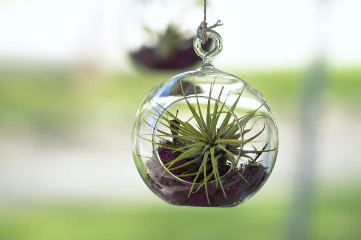 AN air plant planted in a glass bulb