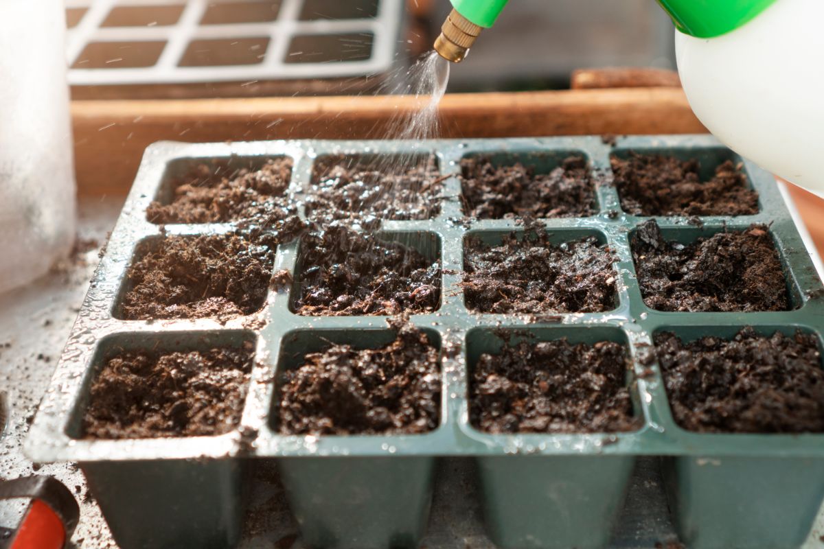 A fine mist waterer used on seedling cell packs