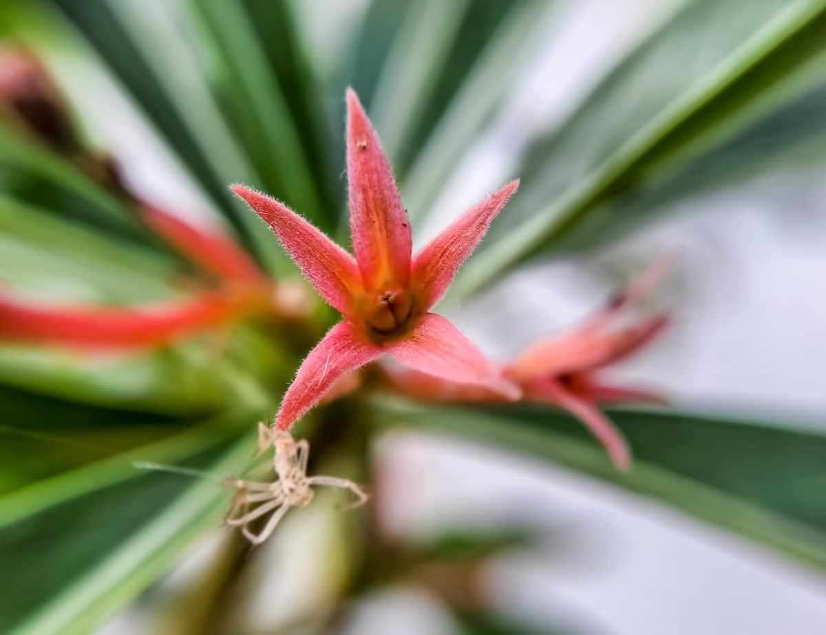 Canistropsis bromeliad plant