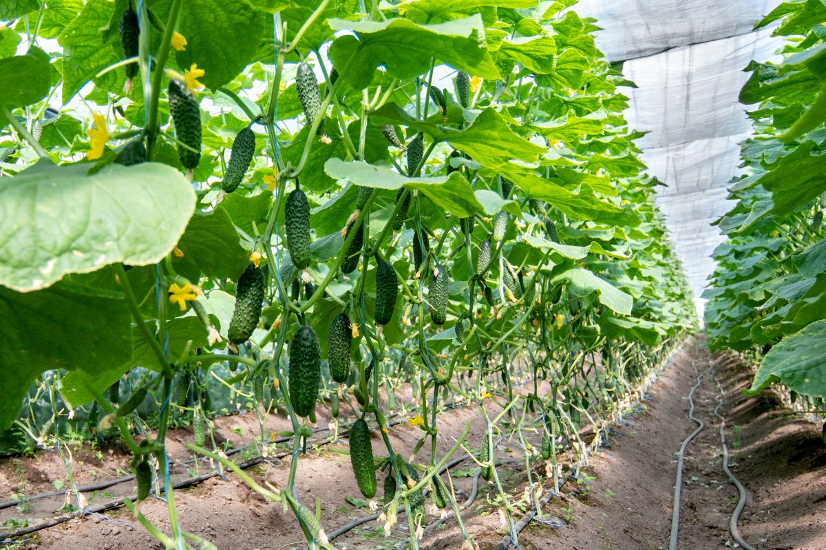 Excelsior cucumbers growing in a greenhouse