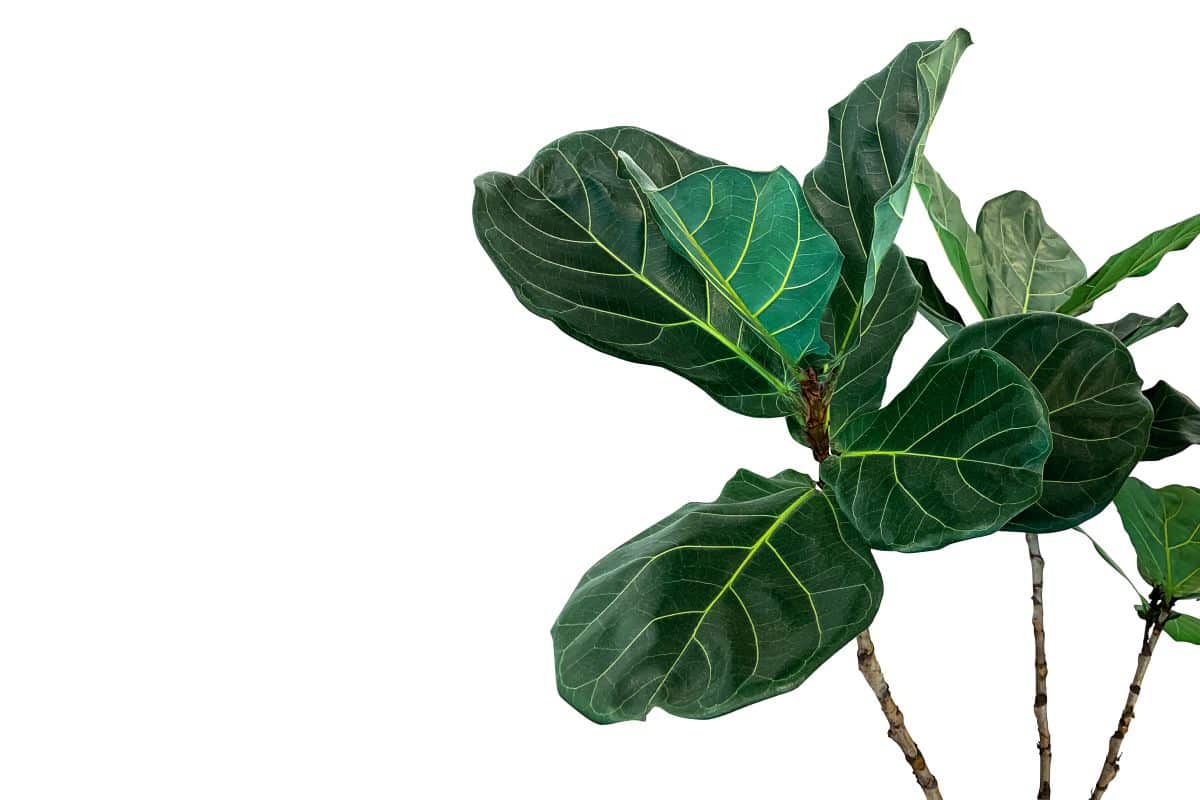 A healthy fiddle leaf fig plant