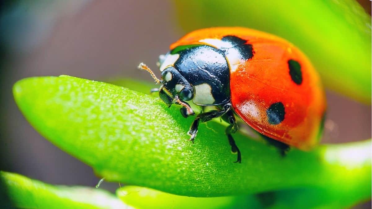 A ladybug eating a hard bodied scale bug