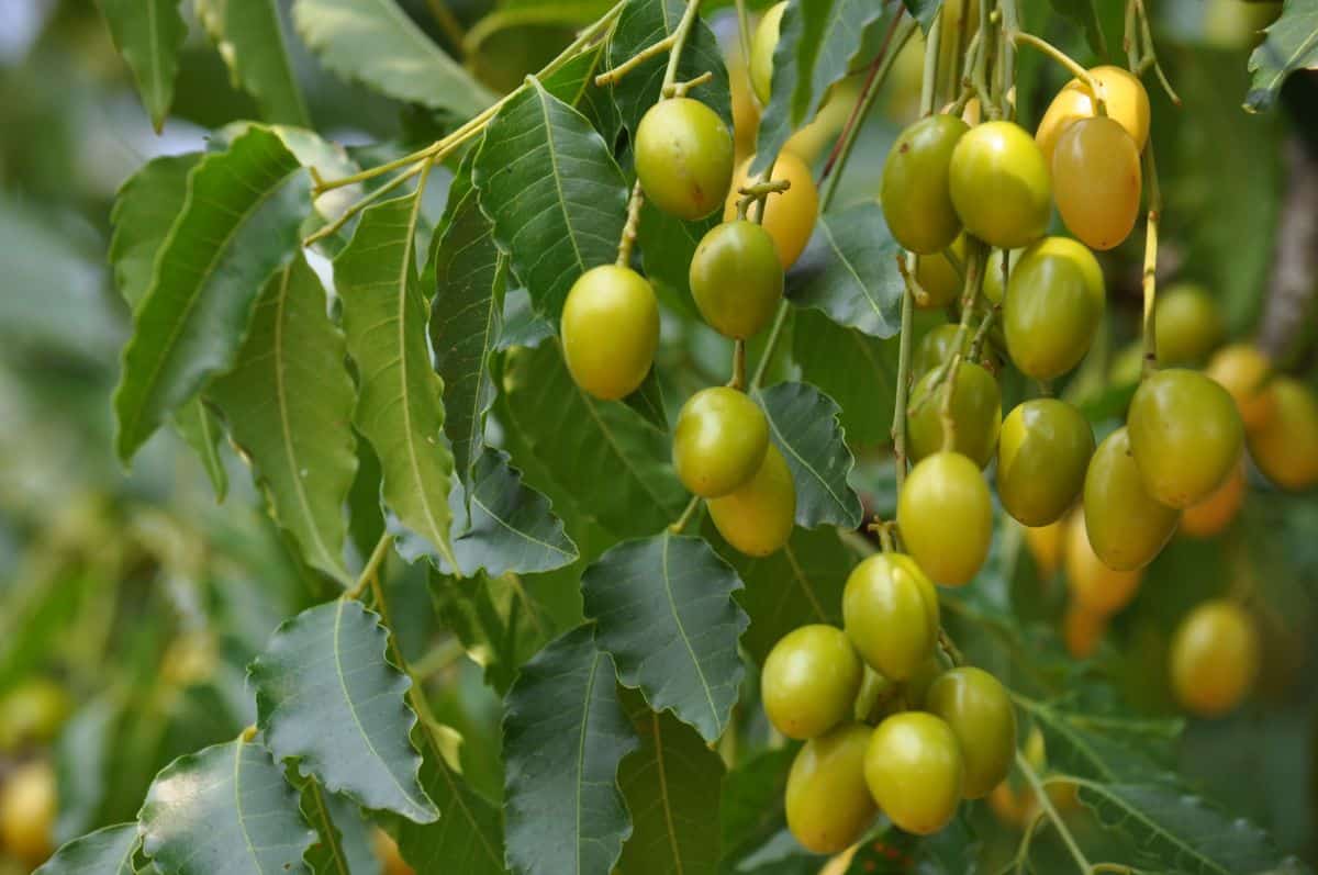 Berries of the Neem tree