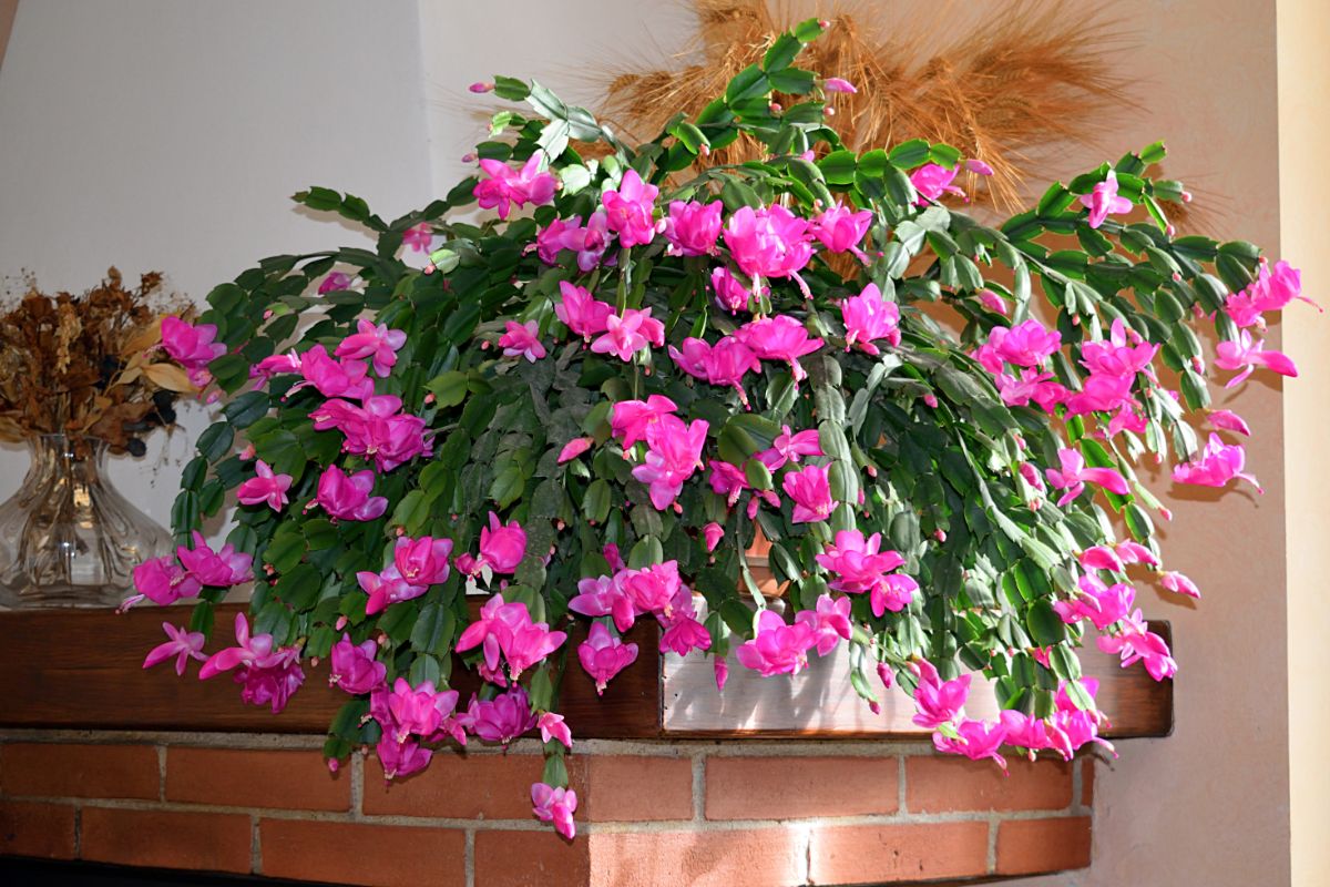 A stunning Christmas cactus in full bloom.