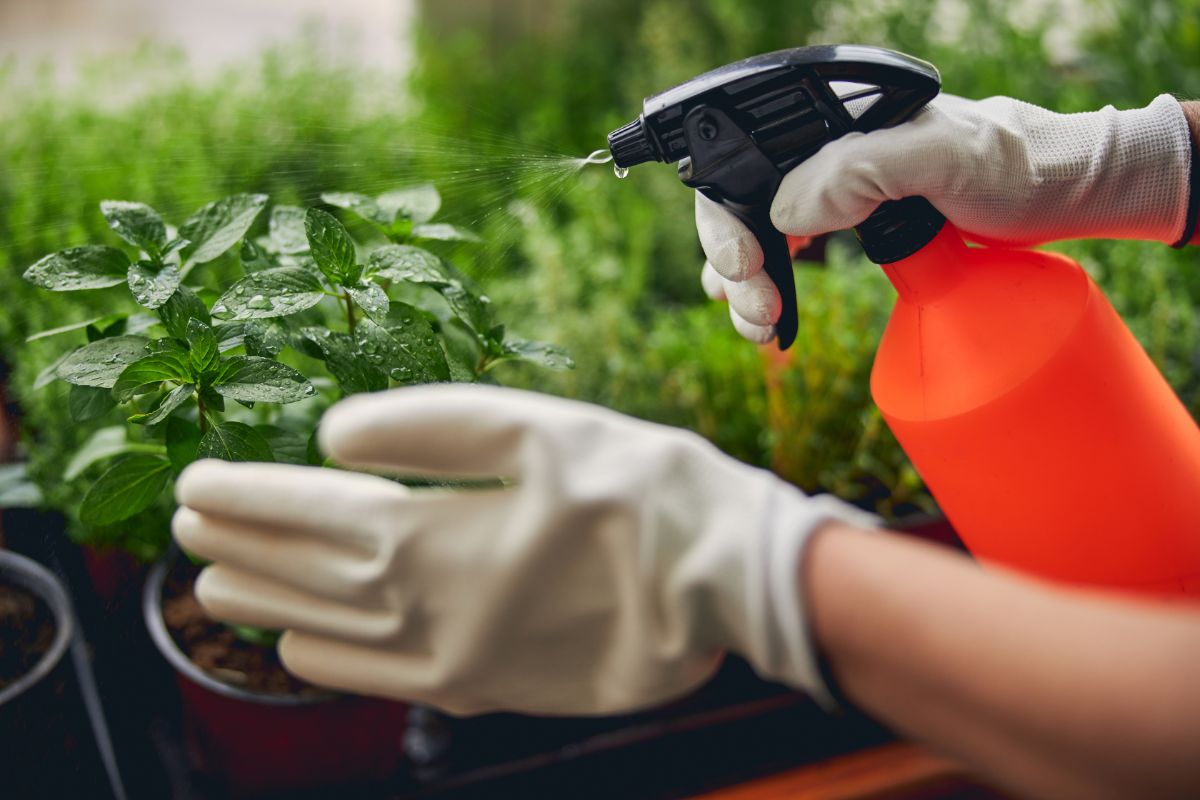 A gardener misting seedlings with a spray mister