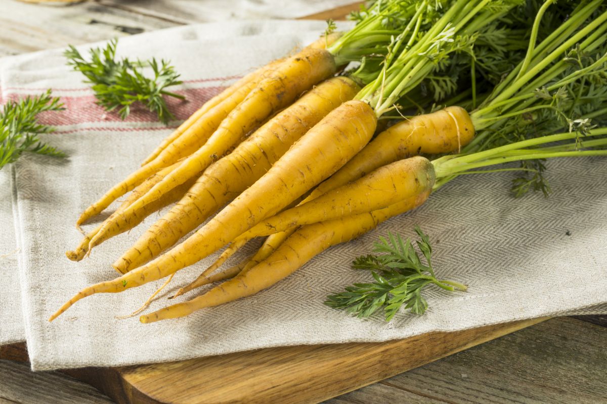 Yellowstone carrot variety