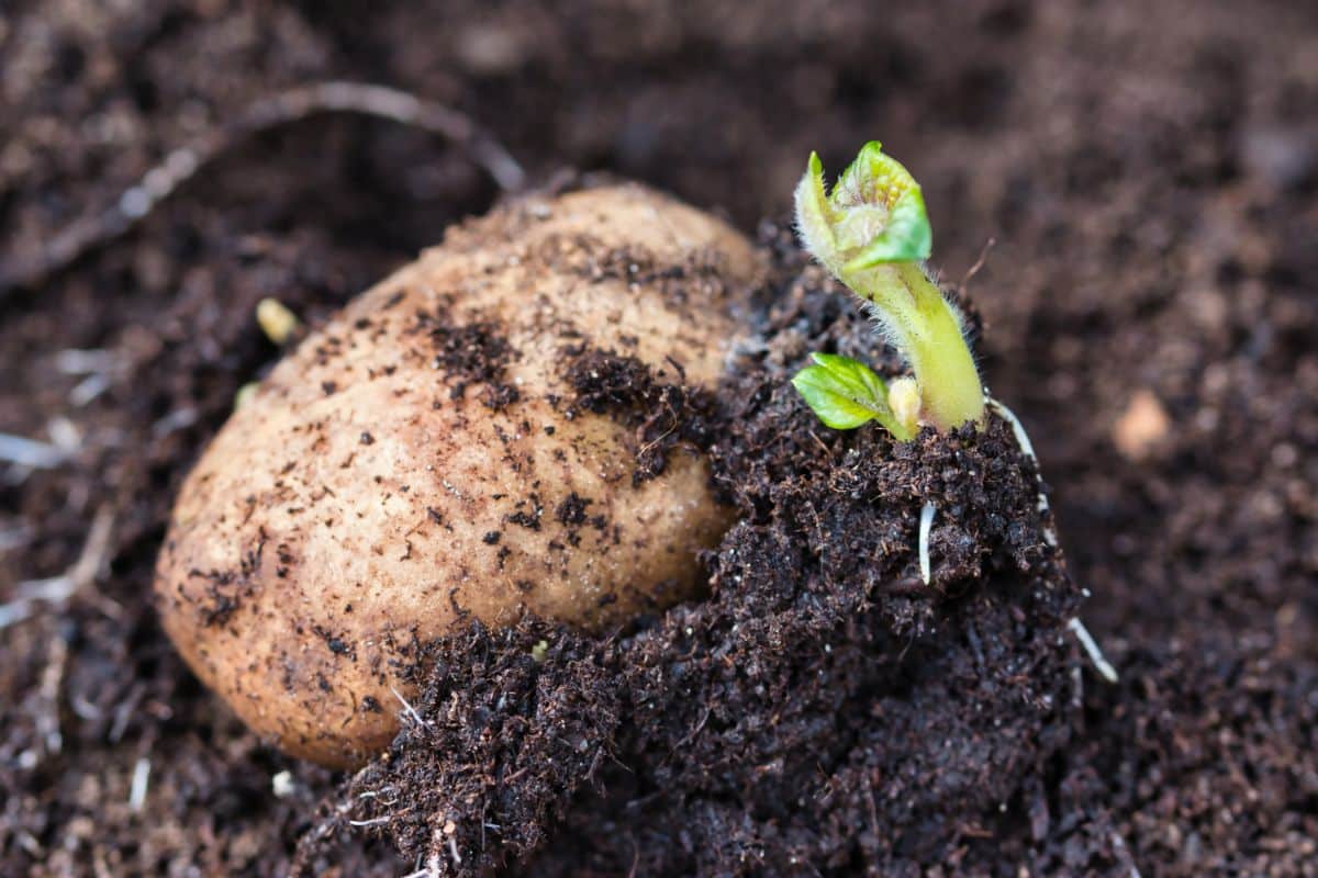 Yukon gem potato