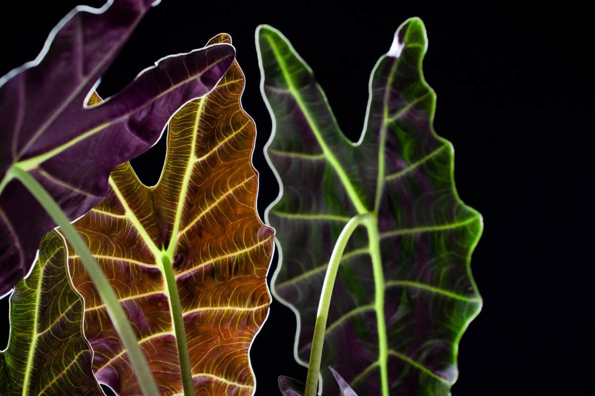 Underside view of houseplant leaves showing different colors