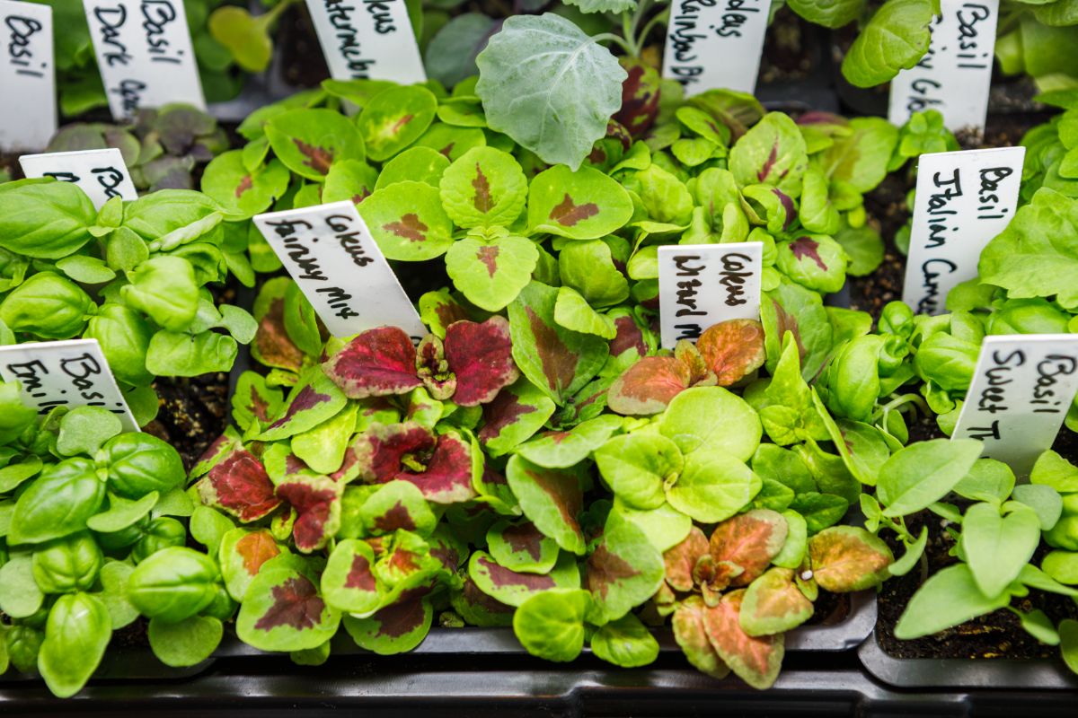 A tray full of a variety of garden transplants grown inside