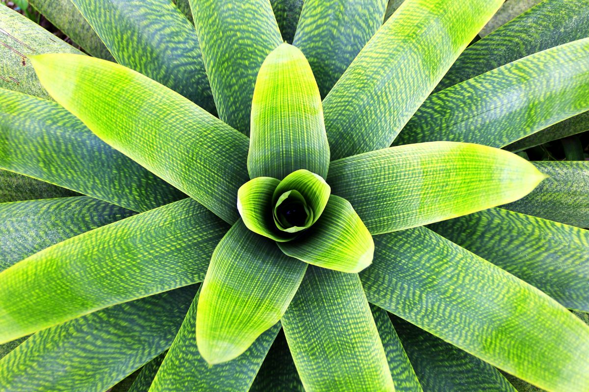 A bright green bromeliad plant