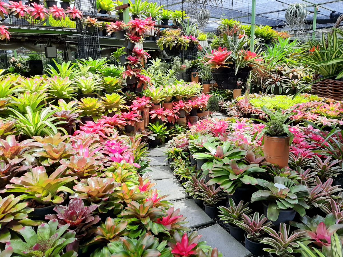 A garden display built of potted bromeliads