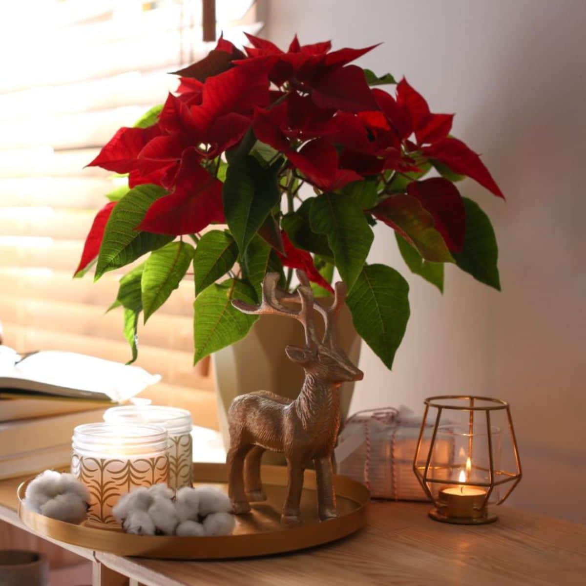 5 Tips For Buying Poinsettias: Pick One to Last the Season