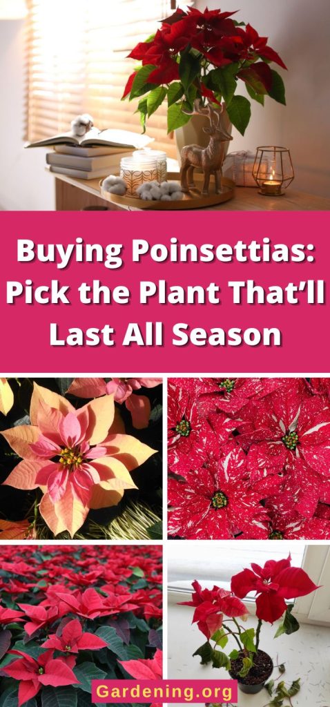 Buying Poinsettias: Pick the Plant That’ll Last All Season pinterest image.