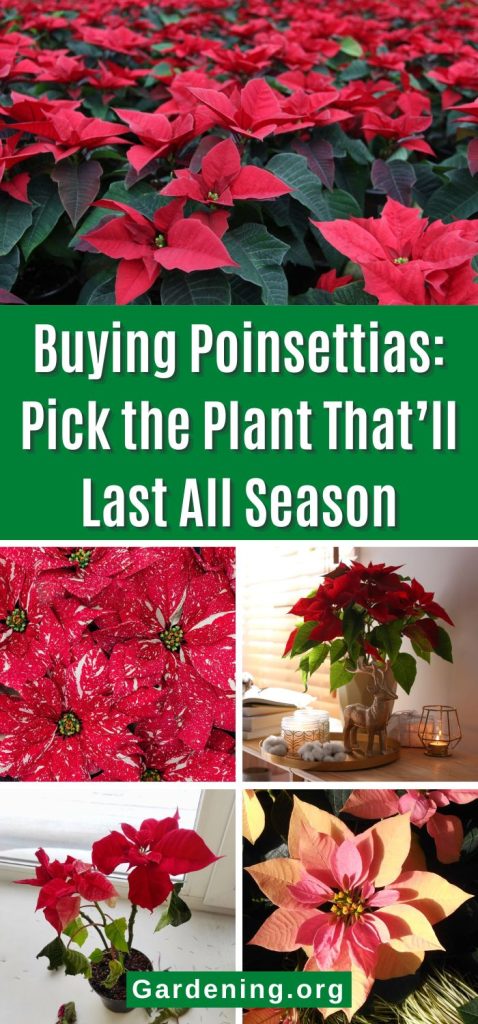 Buying Poinsettias: Pick the Plant That’ll Last All Season pinterest image.