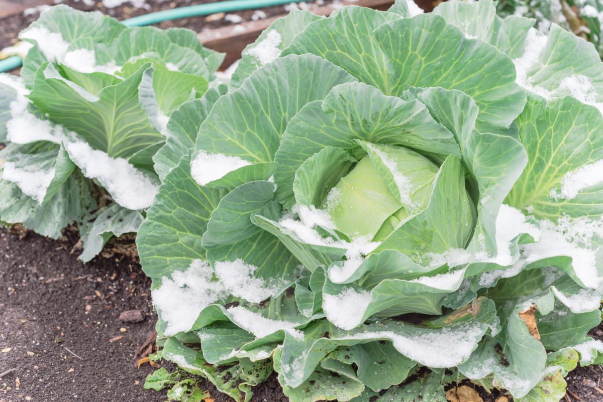 Cabbage heads with a layer of snow