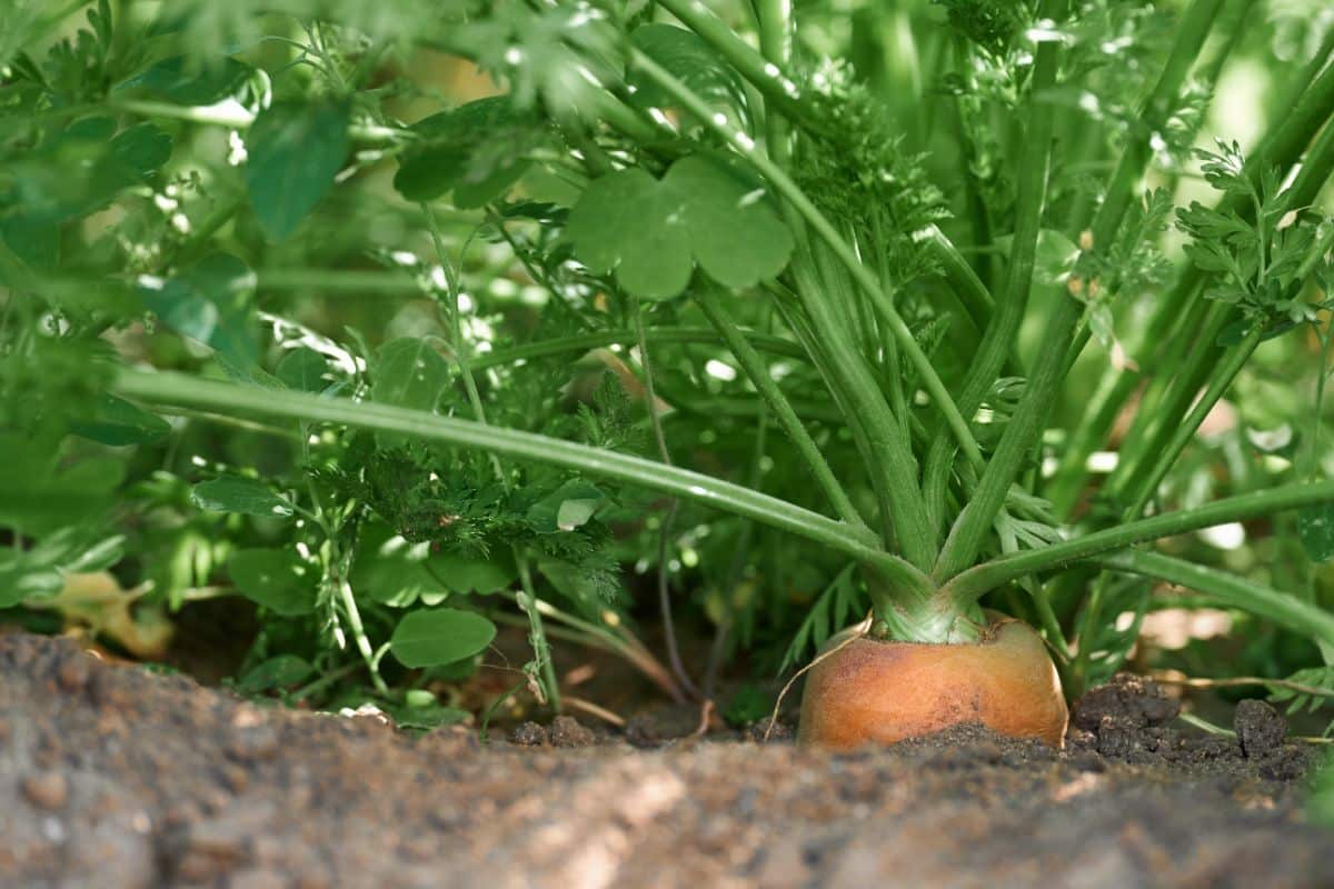 A nicely-grown carrot popping up from the ground