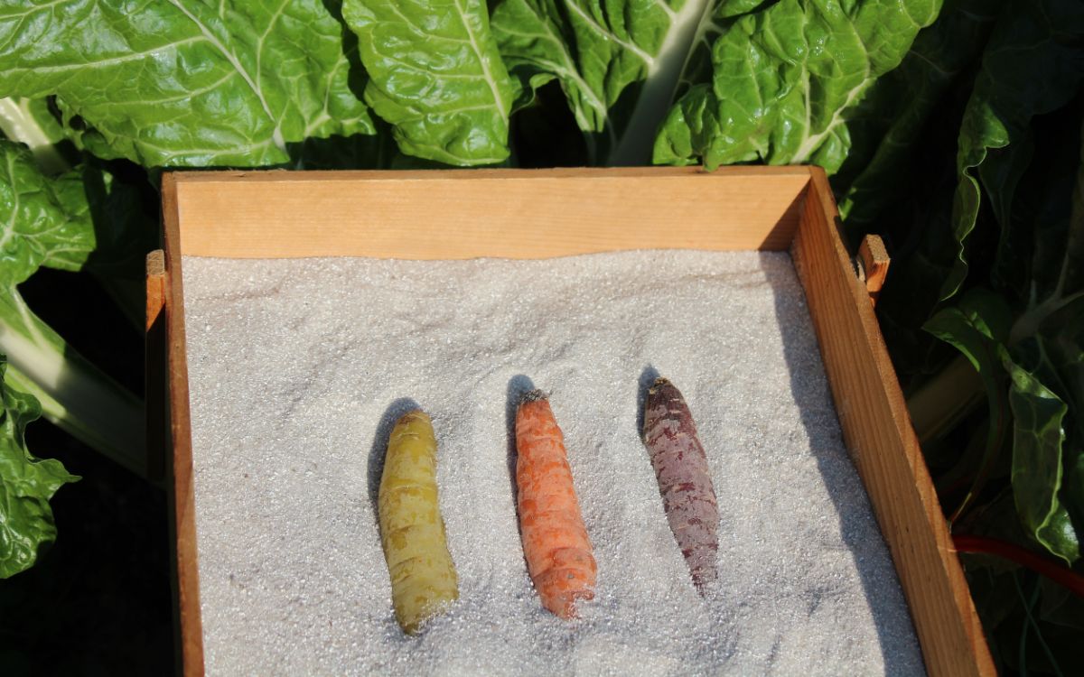 Tricolored carrots packed in a box of sand for cold storage