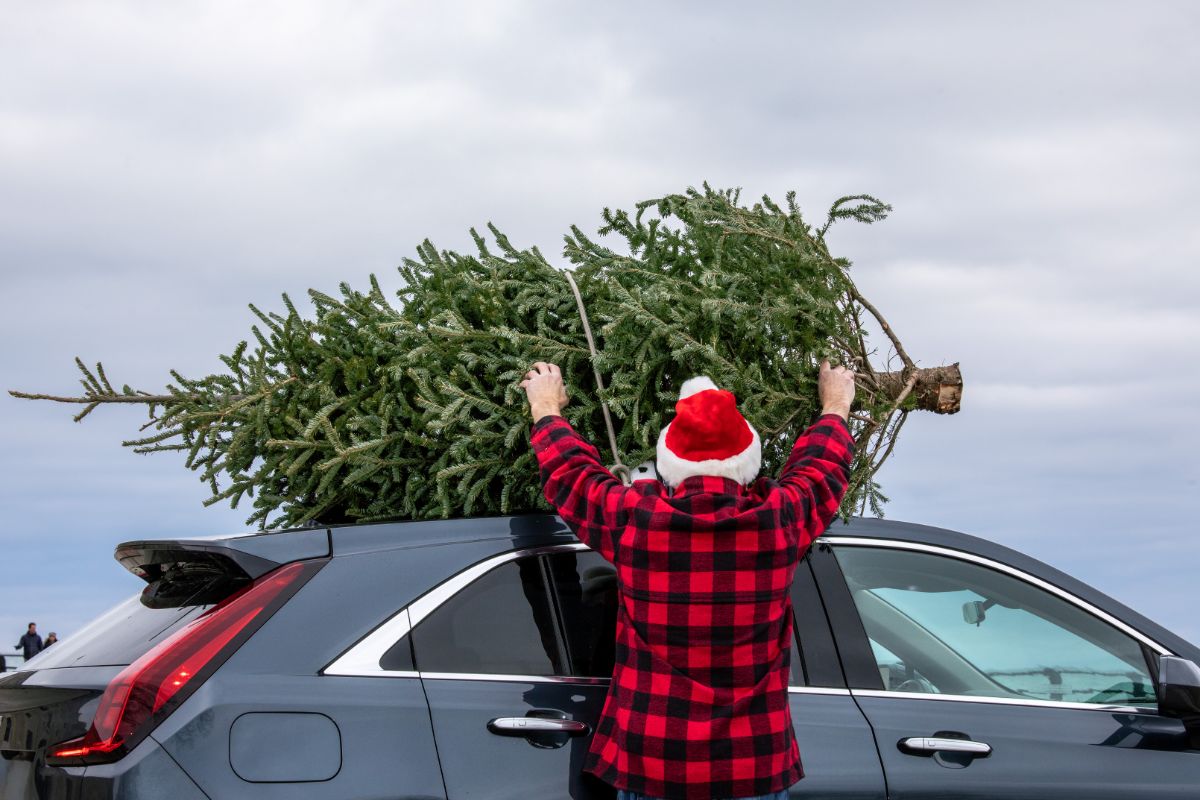 A man strapping a fresh Christmas tree to the roof of his car