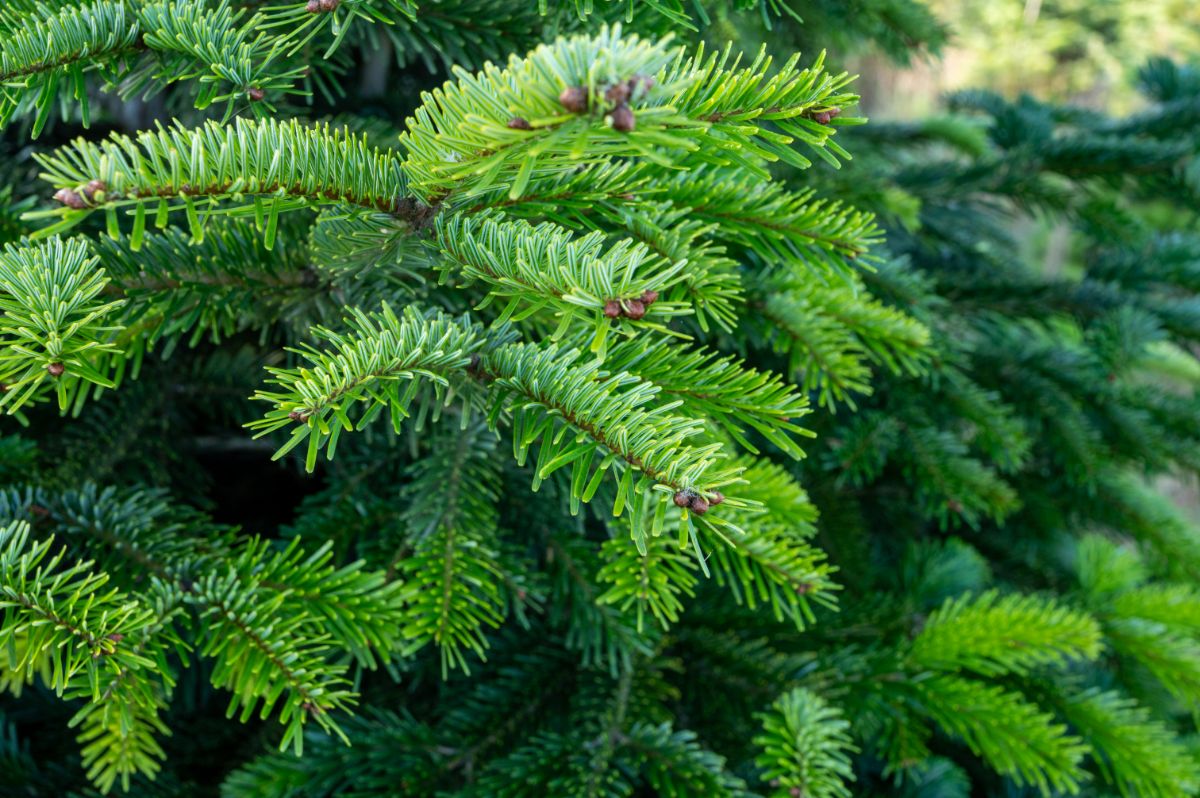 A fresh standing Christmas tree waiting to be cut