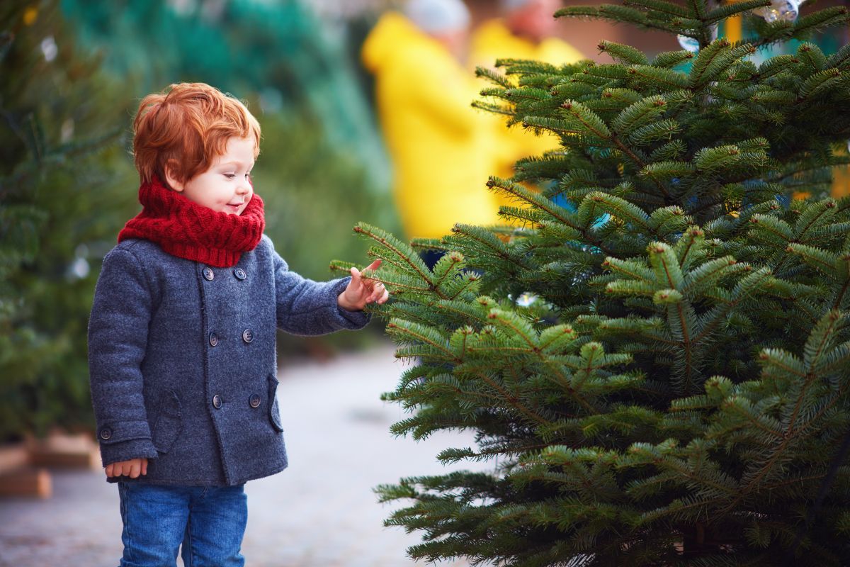 A young boy touching the needles on a Christmas tree