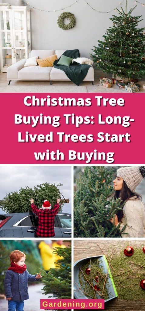 Christmas Tree Buying Tips: Long-Lived Trees Start with Buying pinterest image.